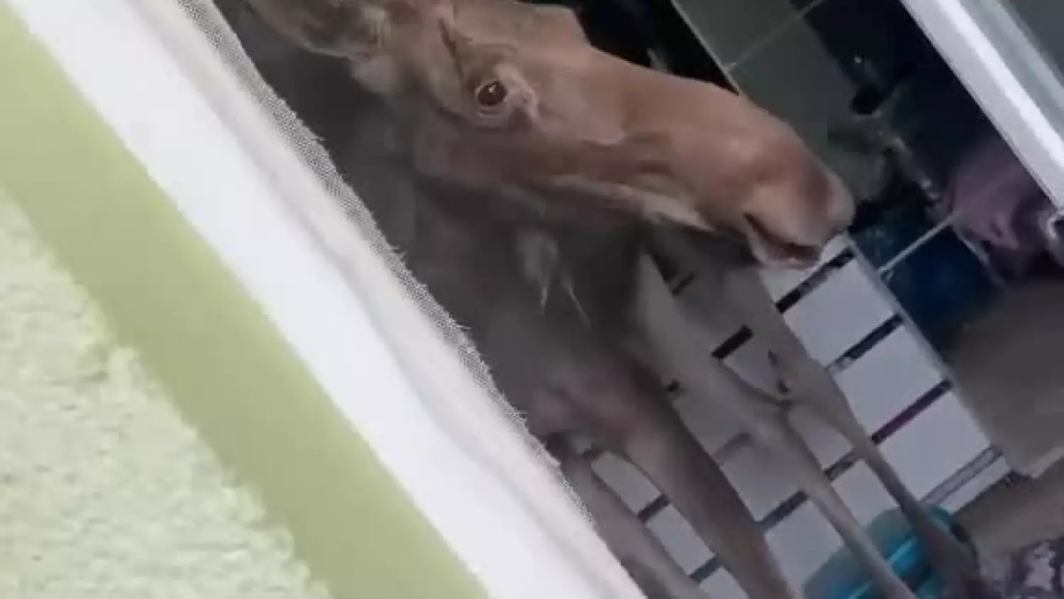 Spłoszony łoś wpadł przez okno do domu